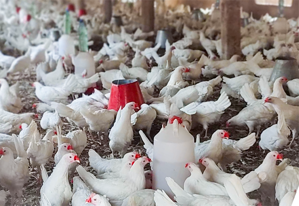 Vue générale des volailles de la Ferme Avicole Baniamba